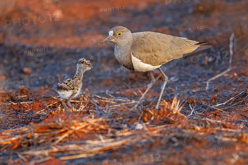 Lapwing (Vanellus lugubris), animals, birds, biotope, habitat, foraging, wading bird, plover family, lapwing with young bird, chicks, baby animals, Mkuze Game Reserve, Mkuze, KwaZulu-Natal, S¸dafrica