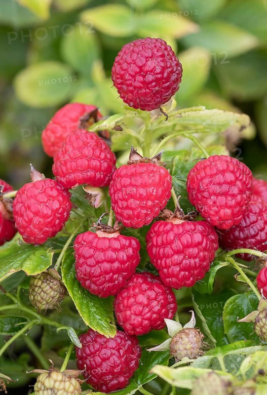 Autumn raspberry (Rubus idaeus 'Baby Dwarf'), BS Sämann, Germany