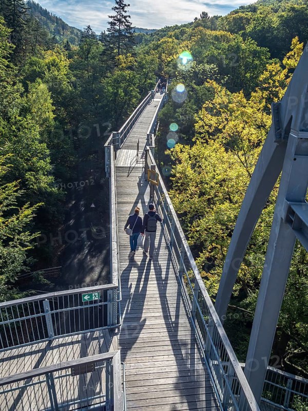 Baumwipfelpfad, Treetop walkway through a forest in autumn, Bad Harzburg, Harz mountain range, Lower Saxony, Germany