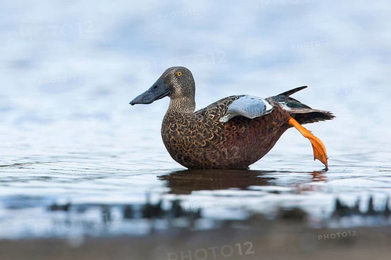Australasian Shoveler (Spatula rhynchotis) male, Victoria, Australia