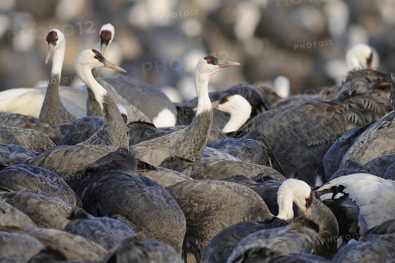 Hooded Crane (Grus monacha), Arasaki, Japan
