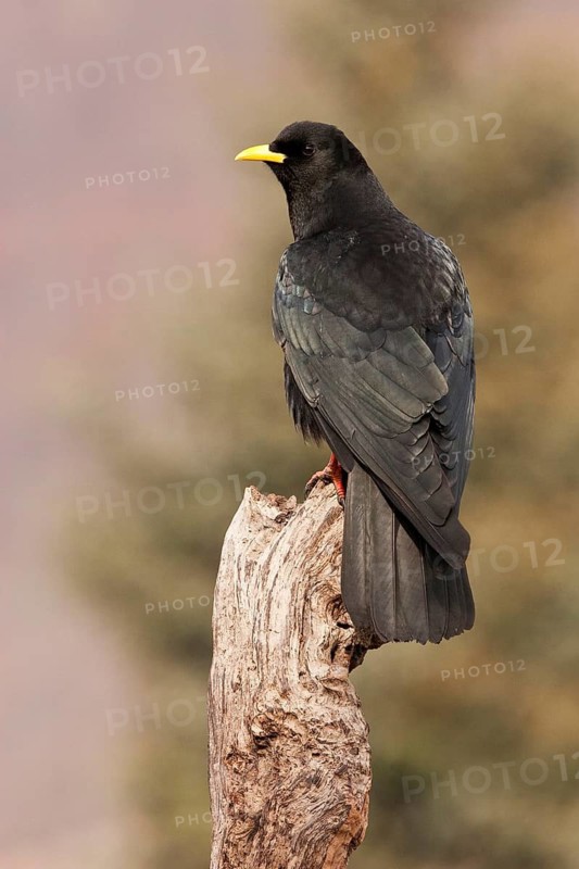 Alpine Chough (Pyrrhocorax graculus), St. Gallen, Switzerland