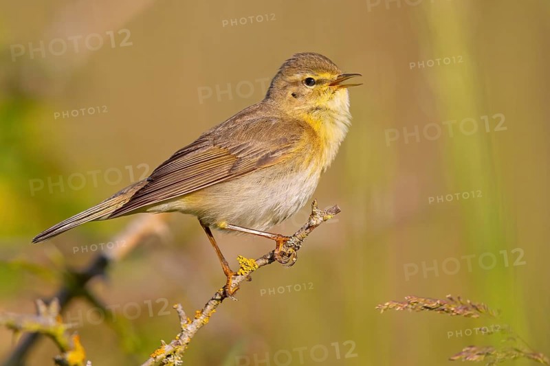 Willow Warbler, Willow Warbler, Phylloscopus trochilus, Pouillot fitis, Mosquitero Musical, Bad D¸rkheim district, Erpolzheim, Rhineland-Palatinate, Germany