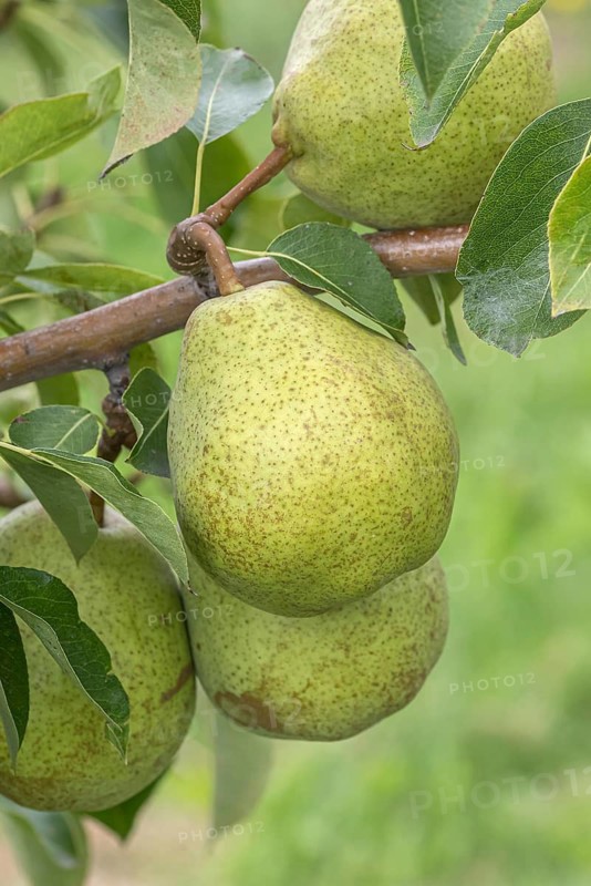 Pear (Pyrus communis 'Duchess of Angouleme'), Bundessorteamt, Germany