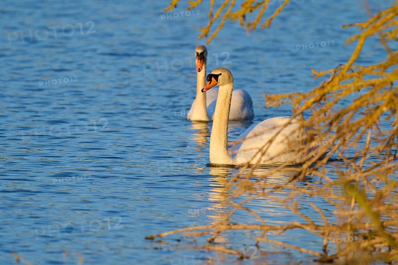 Two swans swimming in blue water, partially obscured by branches, Mute Swan (Cygnus olor), spring, bird island, Altmühlsee, Muhr am See, Gunzenhausen, Franconian Lake District, Bavaria, Germany