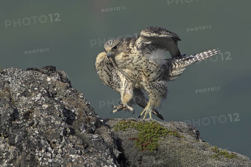Gyrfalcon (Falco rusticolus) juvenile perched on a rock, Adaldalur, Iceland