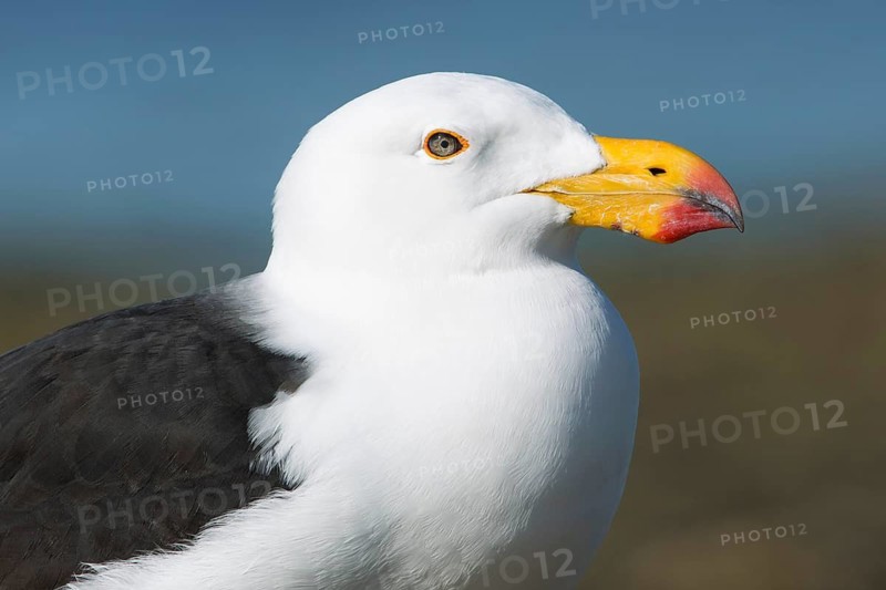Pacific Gull (Larus pacificus georgii), South Australia, Australia
