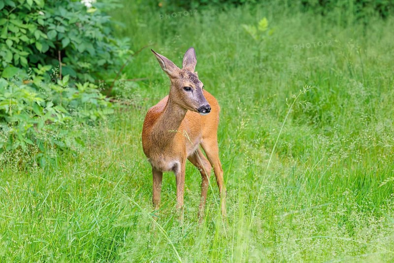 A female roe deer (Capreolus capreolus) stands in a green meadow. Bavaria, Germany
