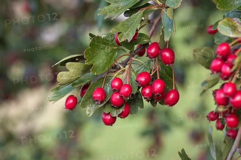 Hawthorn (Crataegus monogyna), Streobstmuseum, Germany