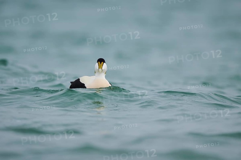 Common eider (Somateria mollissima) male swimming in the sea, Düne, Helgoland, Schleswig-Holstein, Germany
