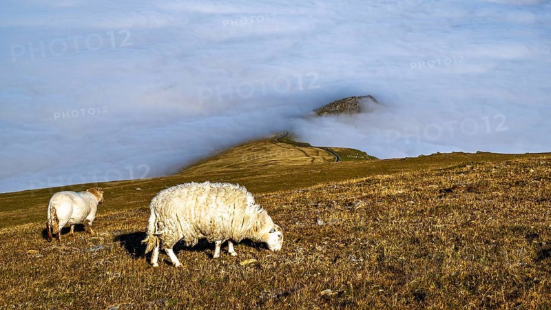 Sheeps on Snowdon Massif, Snowdon Range, Snowdonia, North Wales, UK