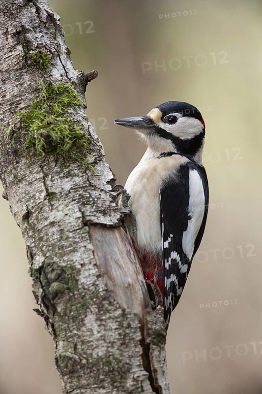 Great Spotted Woodpecker (Dendrocopos major) male climbing tree, North Rhine-Westphalia, Germany