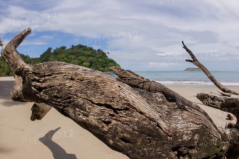 A ctenosaur or spiny-tailed iguana on driftwood in the Manuel Antonio National Park