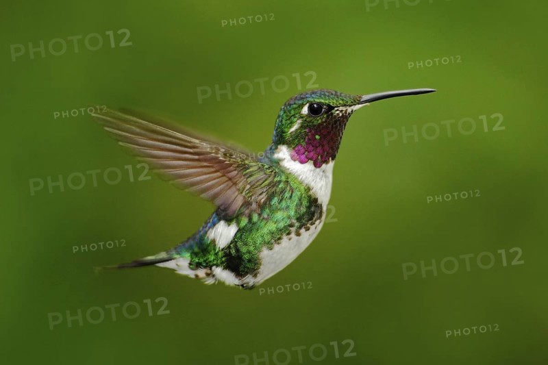 Tinny hummingbird. White-bellied Woodstar, hummingbird with clear green background. Bird from Tandayapa. Hummingbird from Ecuador. Hummingbird in nature habitat. Flying hummingbird in tropic forest
