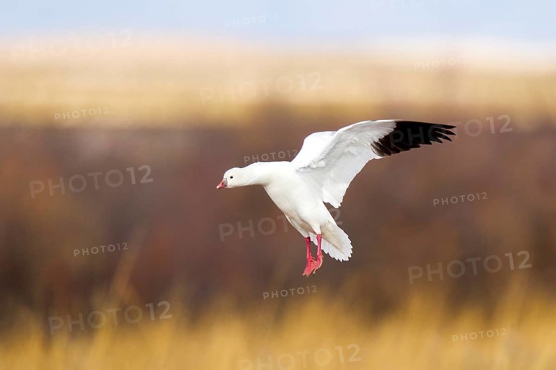 Ross' Goose Anser rossii Bosque del Apache National Widlife Refuge, New Mexico, United States 15 December Adult Anatidae