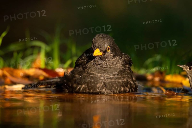A mature blackbird, Turdus merula, enjoys a refreshing bath in a forest pond, surrounded by lush greenery, with sunlight filtering through. A smaller bird, possibly a juvenile, observes cautiously from the side
