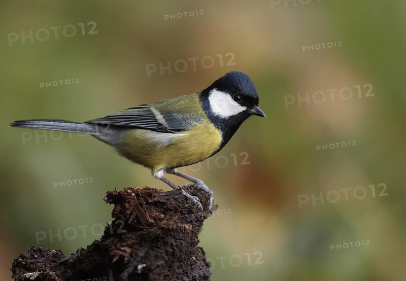 Great Tit (Parus major), Mecklenburg-Western Pomerania, Germany