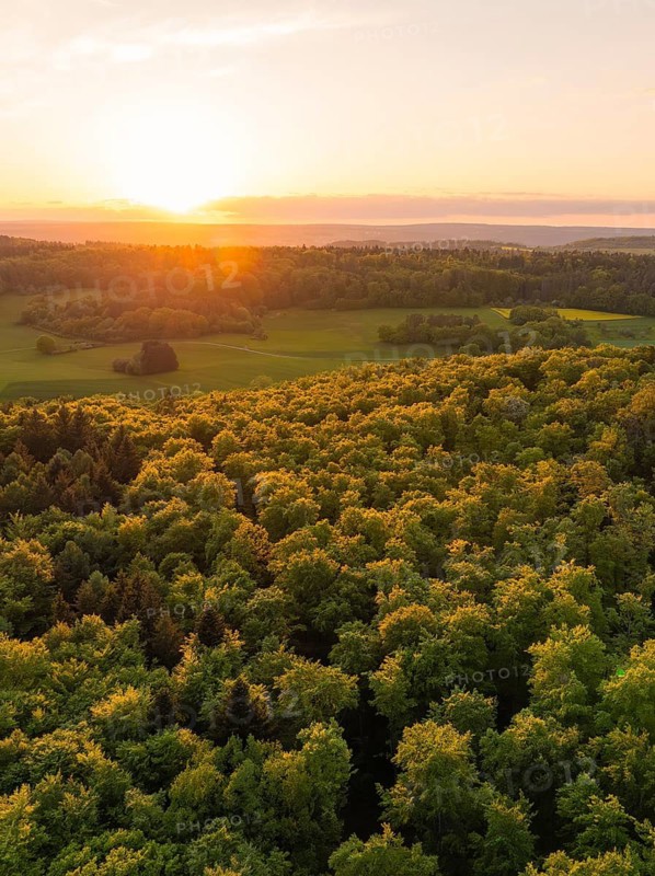 Golden illuminated treetops at sunset stretch across a picturesque, tranquil landscape, forest pasture project, compensation measure for the Hermann Hesse railway, Gechingen, Calw district, Germany