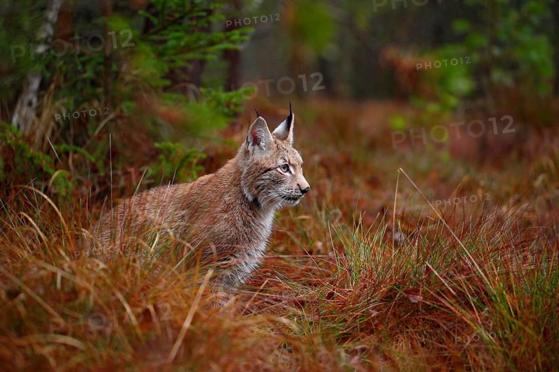 Wild cat Lynx in the nature forest habitat. Eurasian Lynx in the forest, pine forest. Lynx lying on the green moss stone. Cute lynx, wildlife scene from nature, Sweden. Cute wild cat in grass