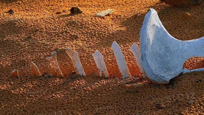 Camel bone, skeleton, skeleton, desert, animal, animals, mammal, mammals, dead, death, Saudi Arabia, Middle East, Middle East