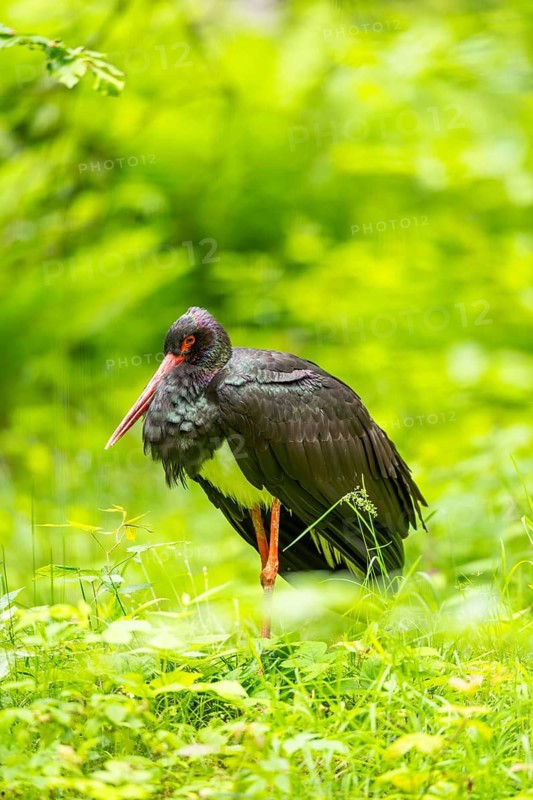 Black stork (Ciconia nigra) standing on a meadow, Bavaria, Germany