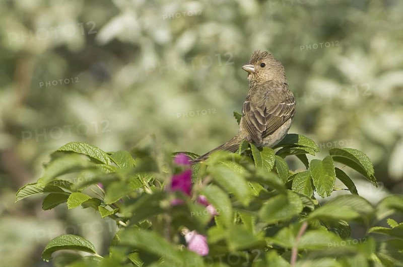 Common Rosefinch (Carpodacus erythrinus), Mecklenburg-Western Pomerania, Germany
