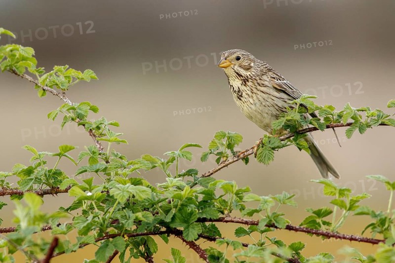 Corn Bunting (Emberiza calandra), perched on a branch, Galicia, Spain