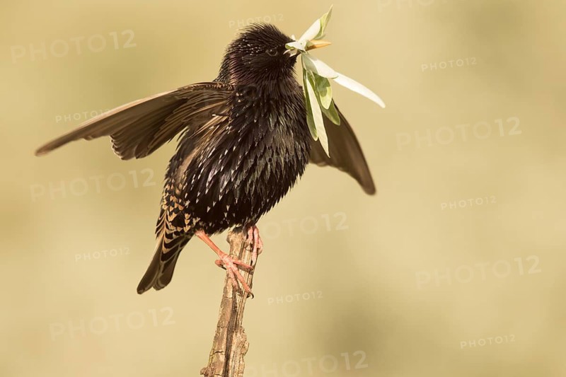 Common Starling (Sturnus vulgaris) with nesting material in beak, Serbia