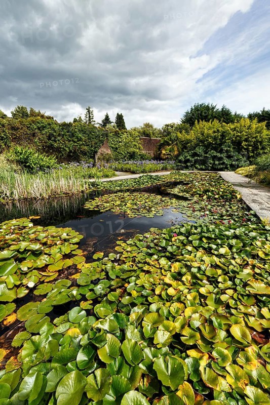 Water lilies on a pond, Mount Congreve Gardens, gardens, County Waterford, Ireland