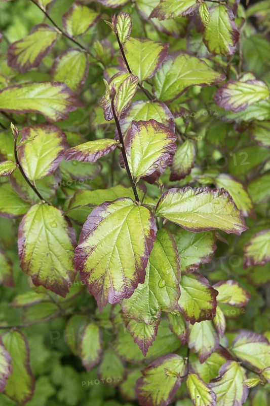 Columnar iron tree (Parrotia persica PERSIAN SPIRE), An den Dorfwiesen 9, Germany