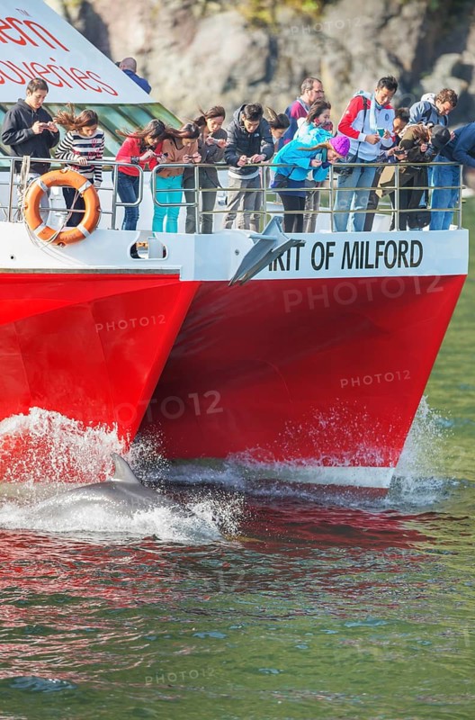 Bottlenose dolphins racing cruise boat, Fiordland National Park, Milford Sound, South Island, Southland, New Zealand
