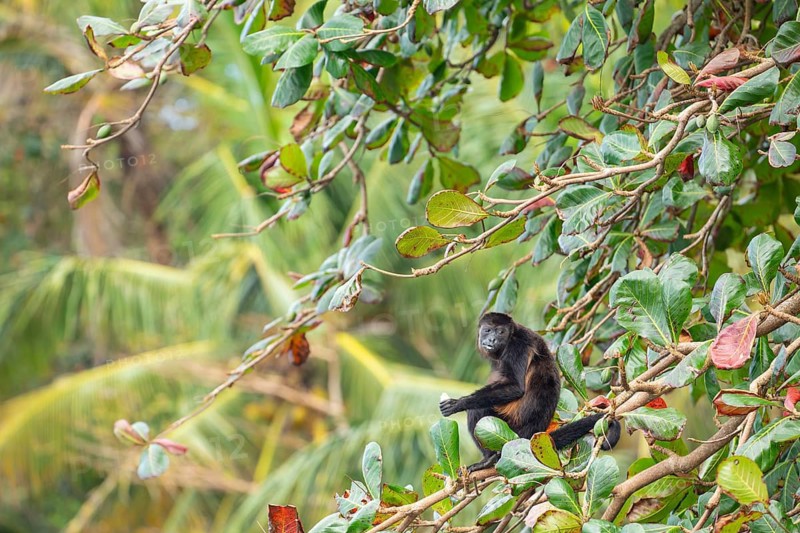 Mantled howler monkey (Alouatta palliata) sitting on branch and eating a tropical almond. Manzanillo, Limon, Costa Rica