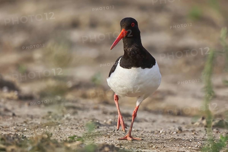 Eurasian Oystercatcher (Haematopus ostralegus), North Rhine-Westphalia, Germany