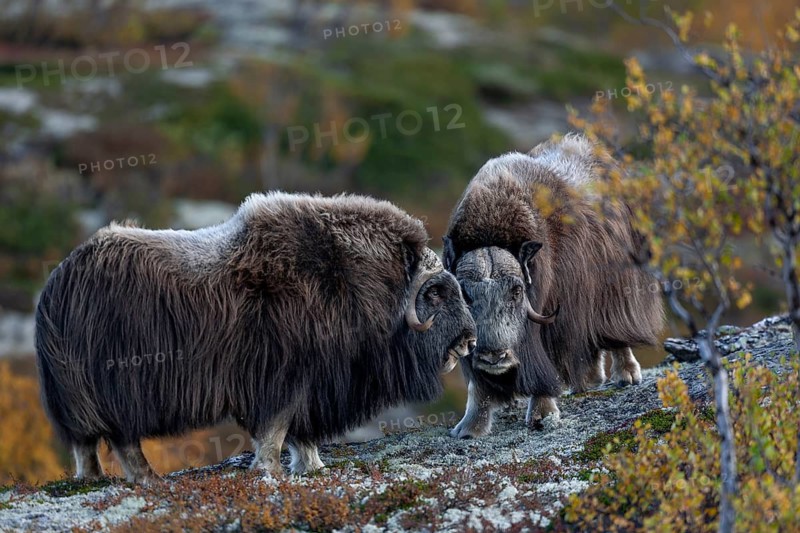 Two mochus ox bulls (Ovibos moschatus) standing relaxed in the autumnal tundra, autumn, Ruska, autumn colours, tundra landscape, Norway