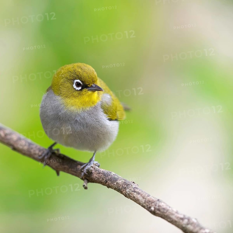 Cape white-eye (Zosterops virens), Garden Route National Park, Wilderness Section, Wilderness, Western Cape, South Africa