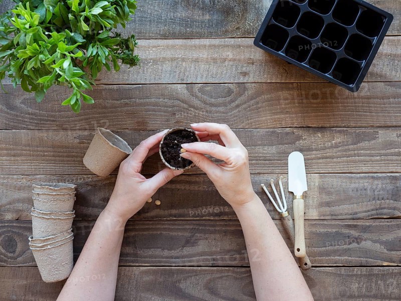 Hands planting seeds in biodegradable peat pots for spring gardening