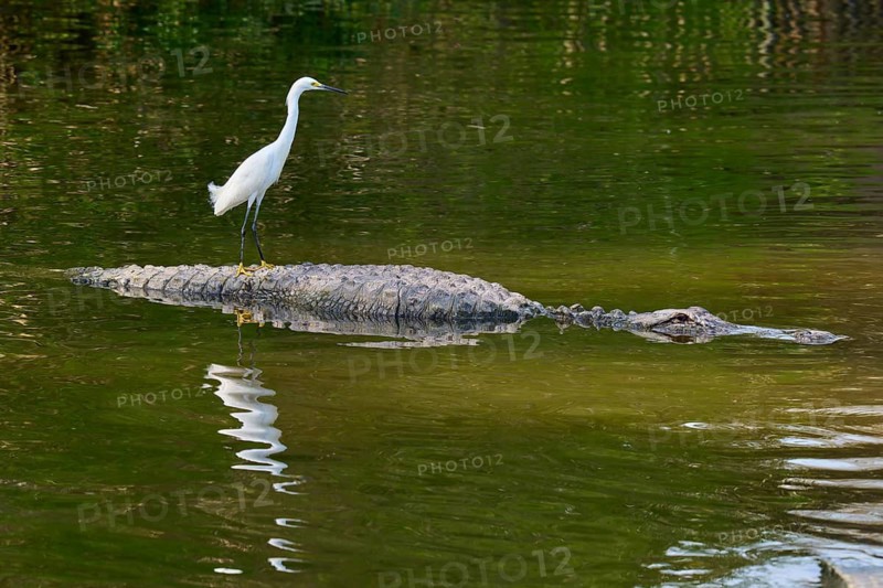 A heron stands calmly on the back of a crocodile swimming in the water, Great Egret (Egretta thula), American Alligator (Alligator mississippiensis), Orlando, Florida, USA