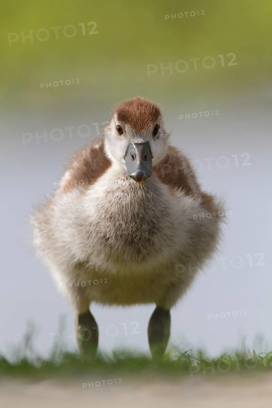 Egyptian Goose (Alopochen aegyptiaca) juvenile, North Rhine-Westphalia, Germany