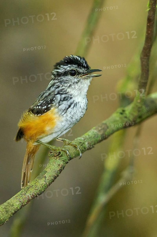 Guianan Warbling-Antbird (Hypocnemis cantator) perched on a branch in the rainforest of Guyana