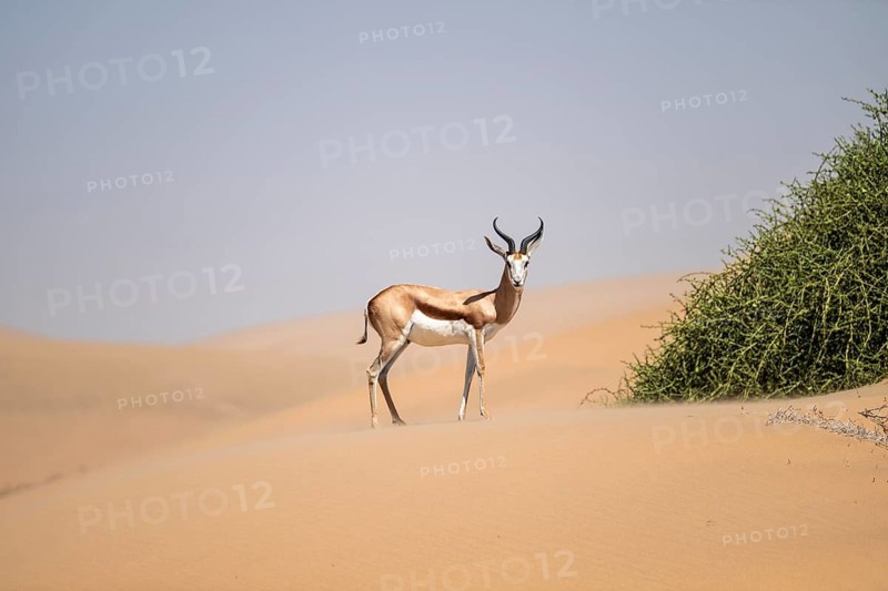 Springbok (Antidorcas marsupialis) on a sand dune, Namib Desert, Namib Naukluft Park, Namibia