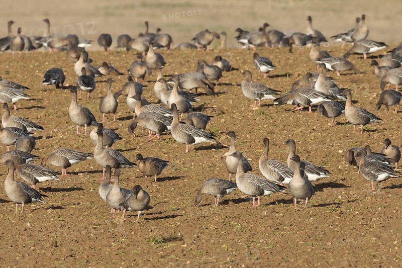 Pink-footed goose (Anser brachyrhynchus) adult geese birds feeding on a farmland harvested sugar beet field in winter, Norfolk, England, United Kingdom