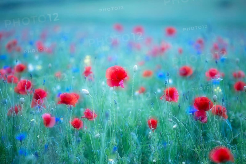 The lentil bloom in Castelluccio di Norcia, nestled in the Sibillini Mountains of the Italian Apennines (Umbria and Marche region, Italy) In the lentil fields also grow red poppies, daisies, cornflowers, wild orchids, gentians, mallow, borage, yarrow, primroses, and valerian