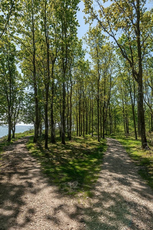Svendborg, Thurø Island, forest, hiking trail, recreation area, spring, backlight, Funen, Baltic Sea island, Denmark