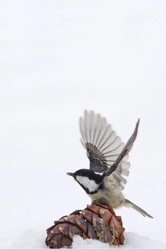 Coal Tit (Periparus ater), Engadin, Switzerland