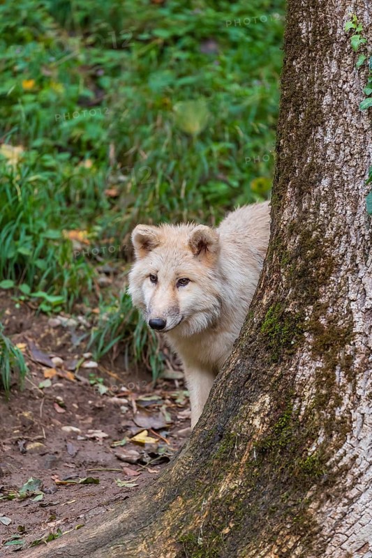 One arctic wolf (Canis lupus arctos) standing in a forest, partially hidden behind a tree