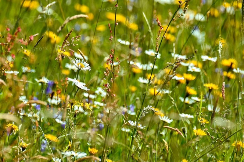 Wild blooming flowers and grasses in natural flower meadow, Germany