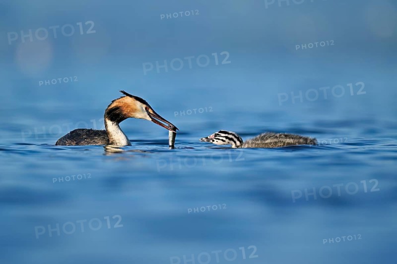 Great crested grebe (Podiceps scalloped ribbonfish) feeding its offspring with fish, Lake Zug, Canton Zug, Switzerland