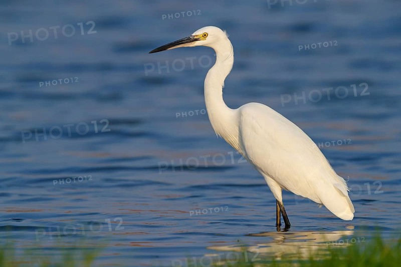 Little egret foraging, (Egretta garzetta) Salalah, Khawr Rawri, Dhofar, Oman