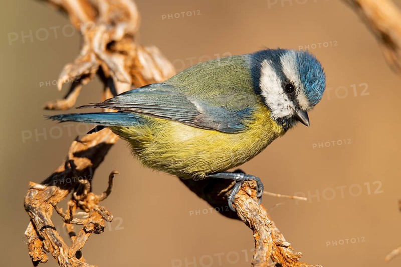 A vibrant Eurasian Blue Tit, Cyanistes caeruleus, showcased in a detailed close-up, gripping a gnarly branch with its tiny claws, against a soft, focused background