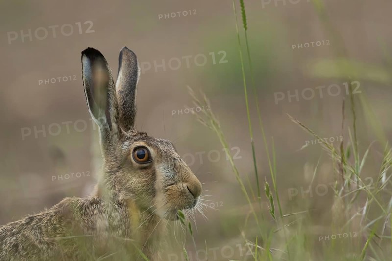 European brown hare (Lepus europaeus) adult animal in a farmland field in summer, Suffolk, England, United Kingdom